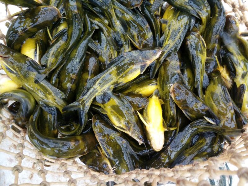 黄颡食用