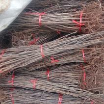 香椿苗红油香椿30~60cm大棚南北种植成活率非常高
