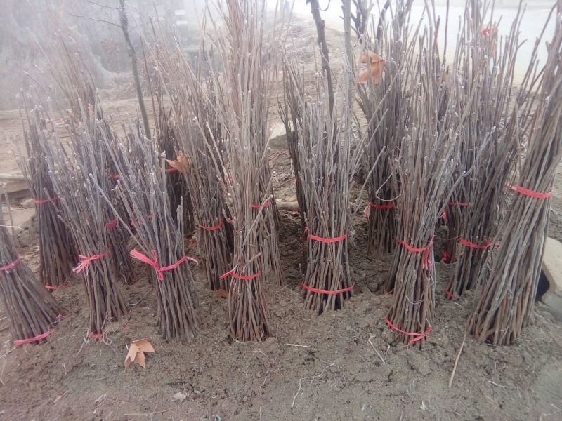 香椿苗红油香椿30~60cm大棚南北种植成活率非常高