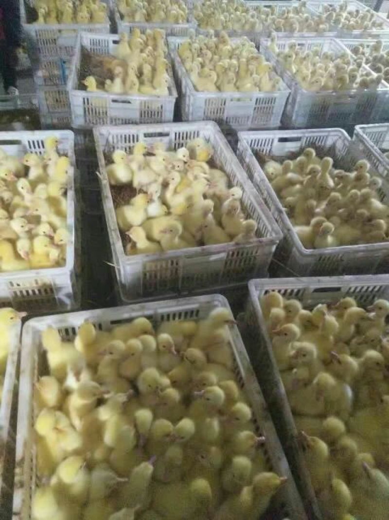 鹅苗250g