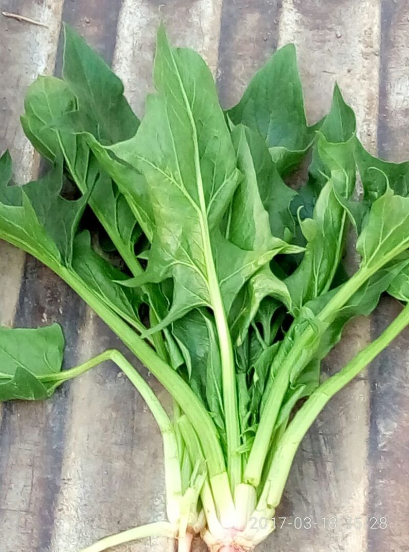 全能菠菜25~30厘米