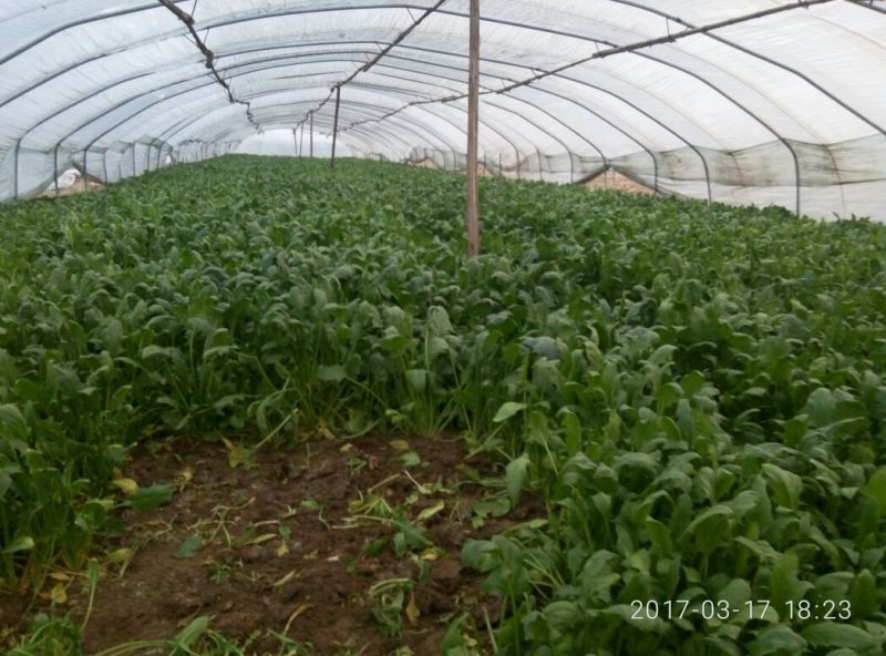全能菠菜25~30厘米