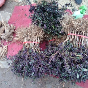 金银花红银红苗。四季金银花苗九丰一号包成活包邮