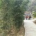 斑竹青斑竹