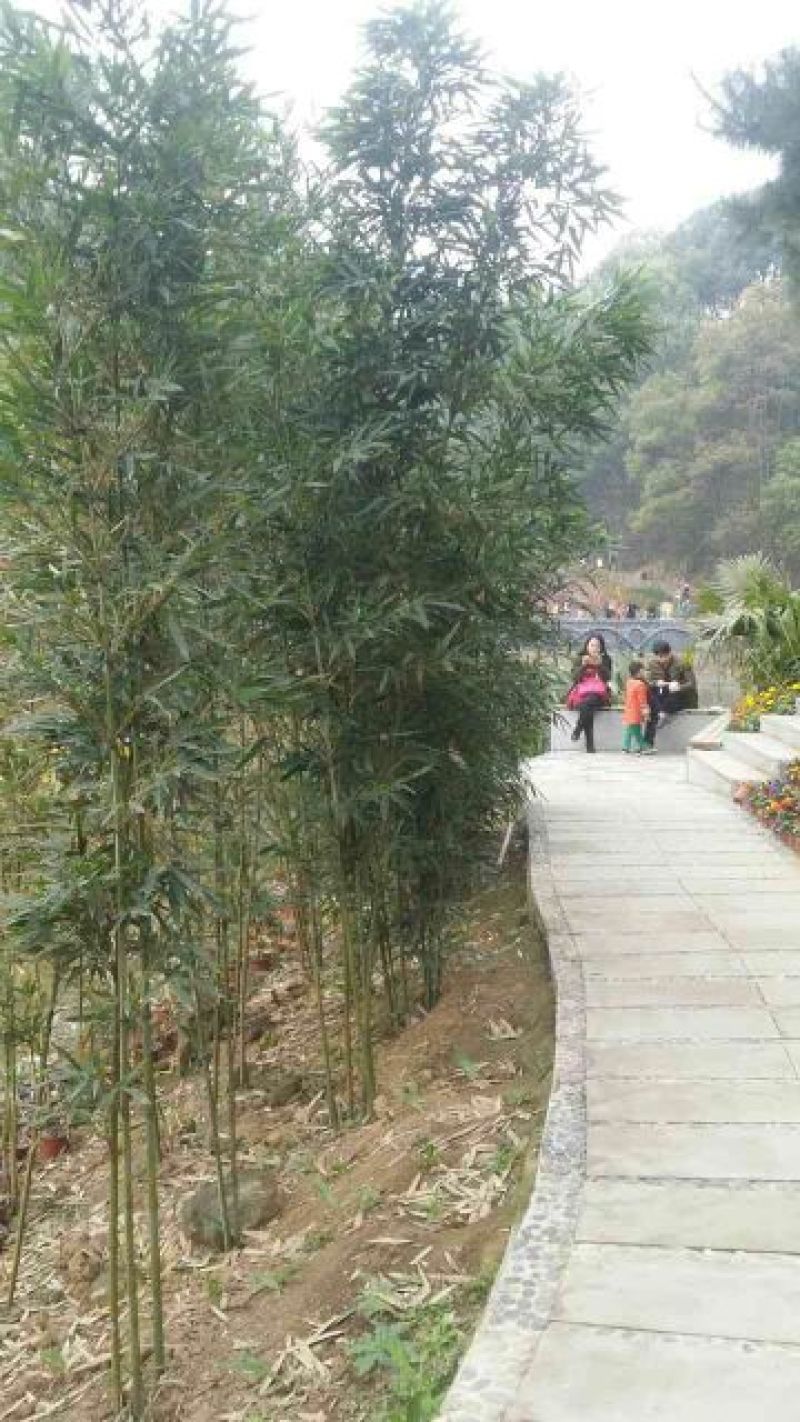 斑竹青斑竹