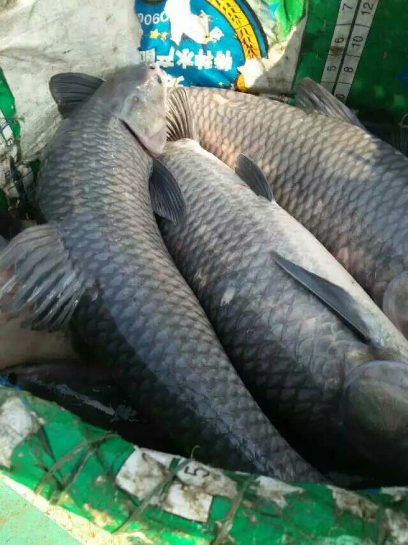 青鱼饲料活鱼