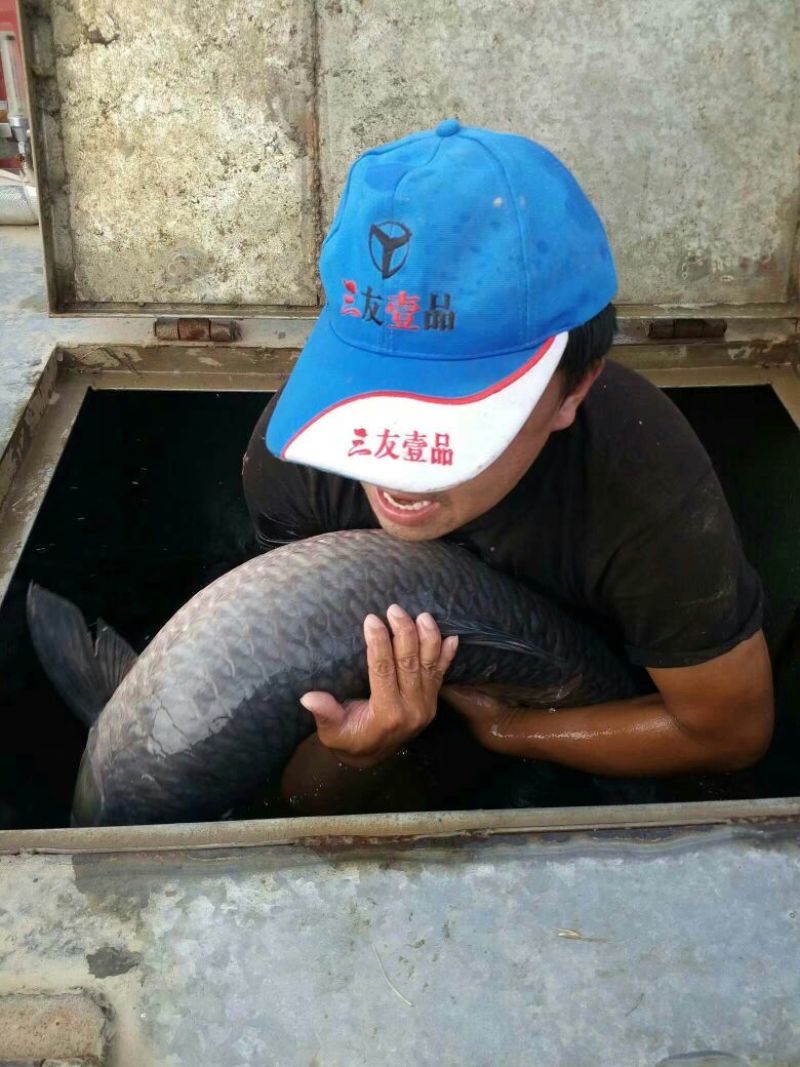 青鱼饲料活鱼