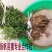 钙果苗
