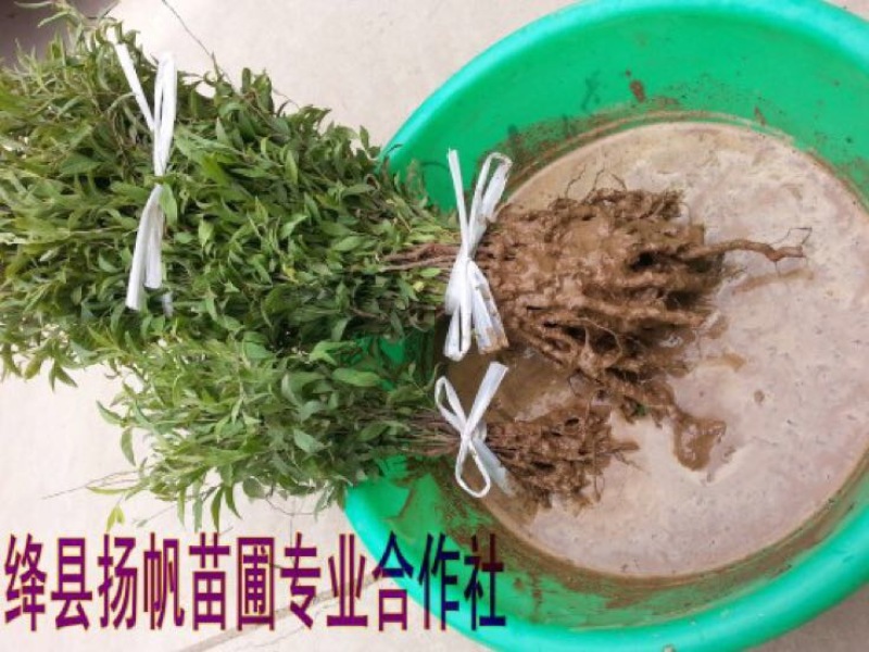 钙果苗