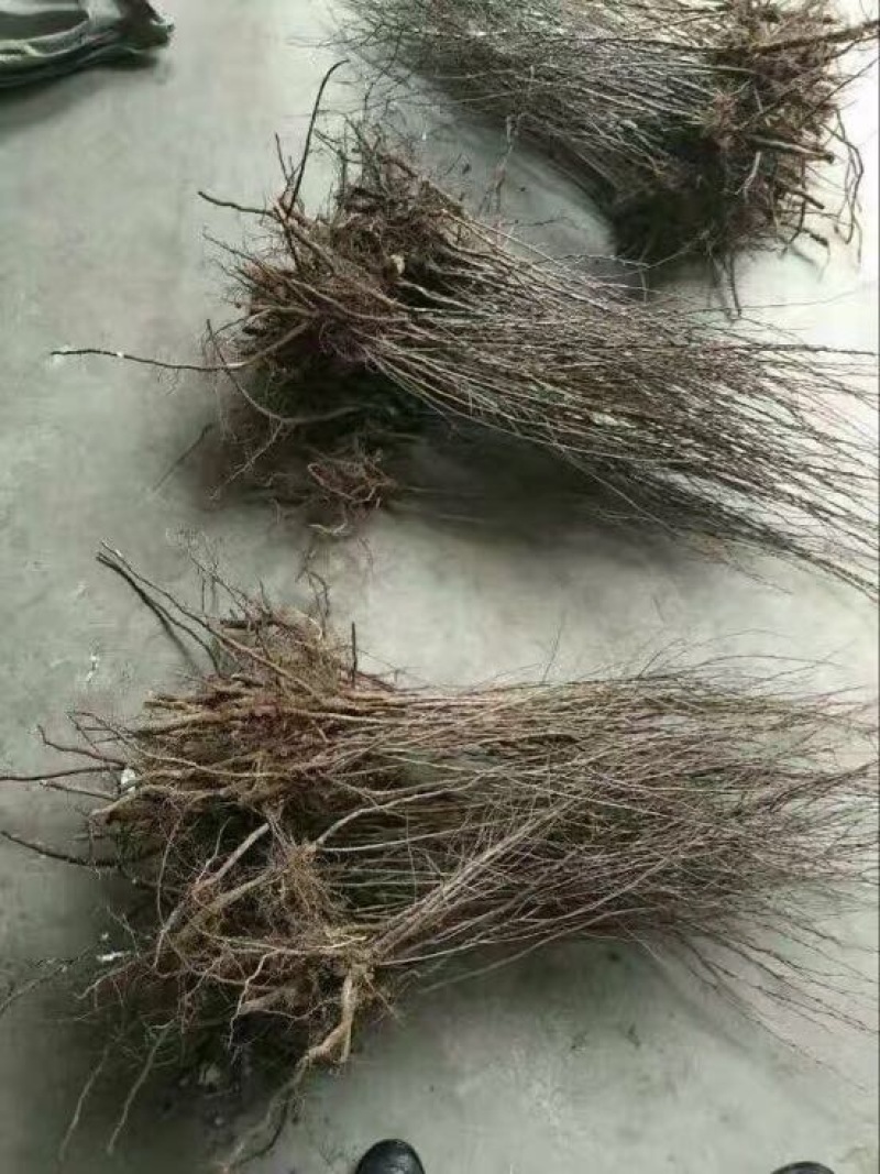 钙果苗