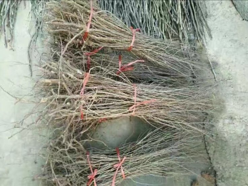 钙果苗