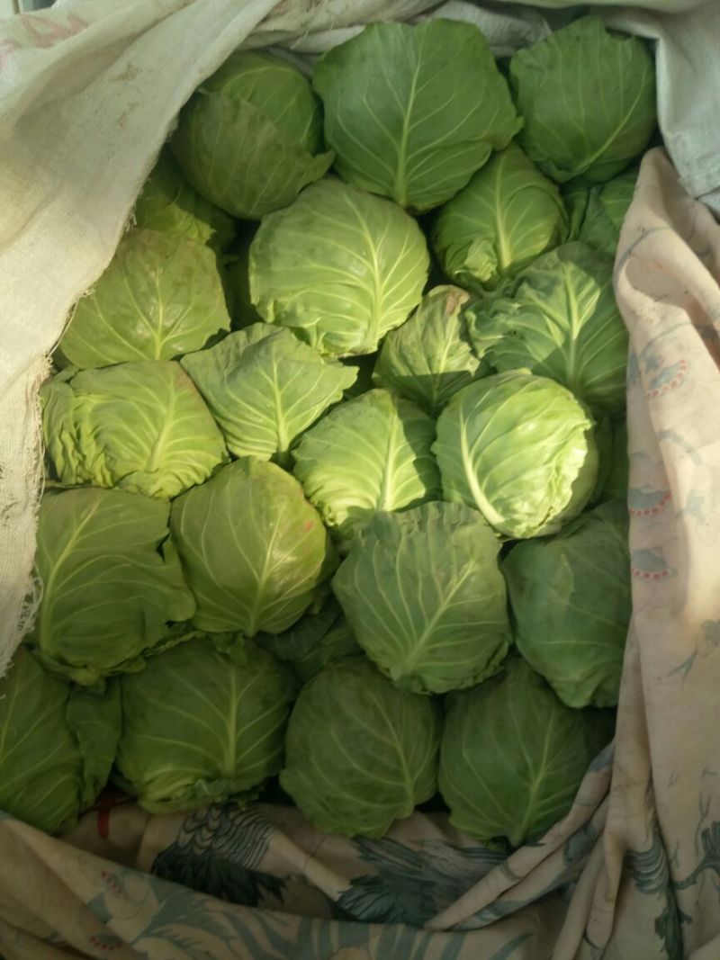 精品甘蓝，货源充足，产地直发，诚信经营，欢迎客商来电