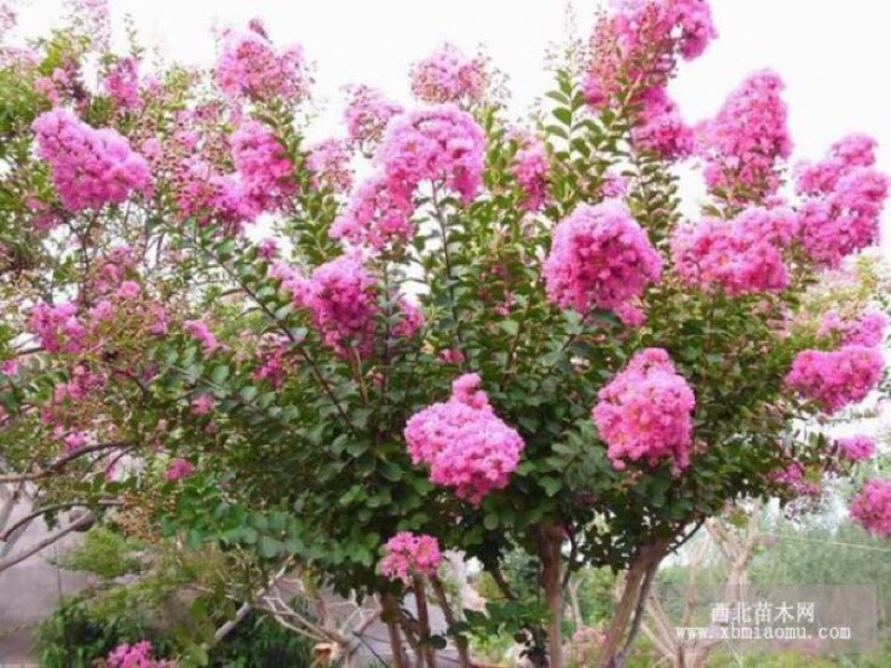 速生紫薇