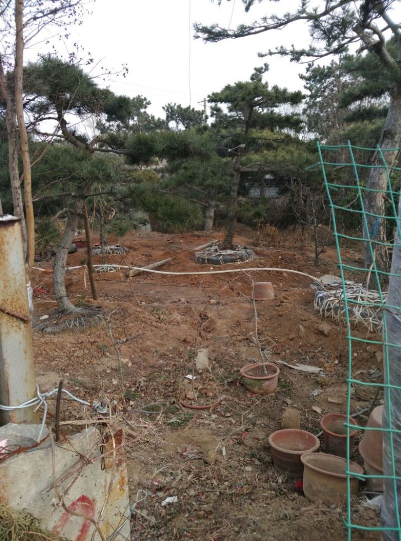 造型松14公分