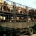 鲁西黄牛300~400kg