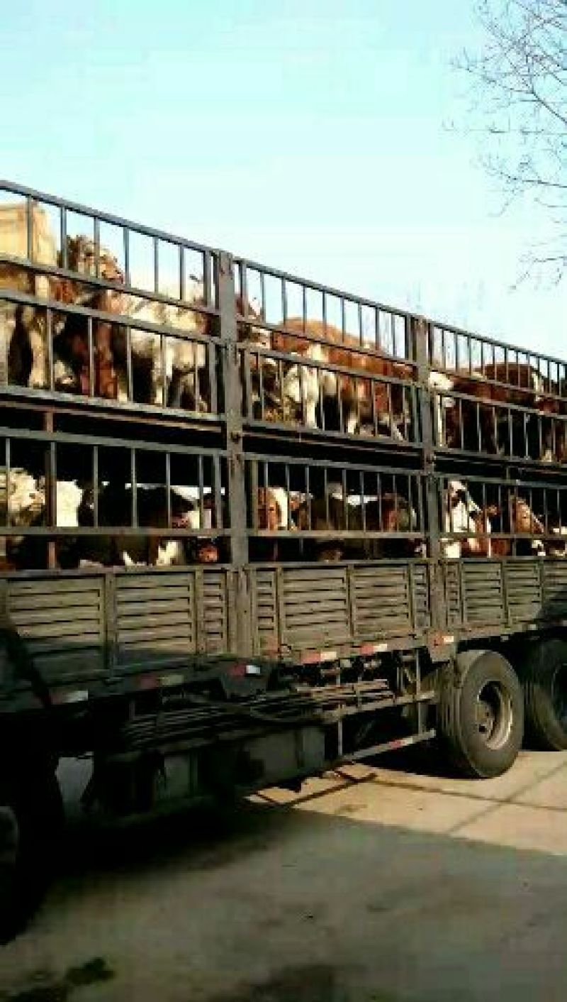 鲁西黄牛300~400kg