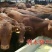 鲁西黄牛300~400kg