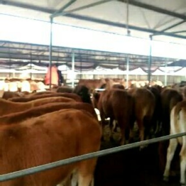 鲁西黄牛300~400kg