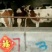 鲁西黄牛300~400kg