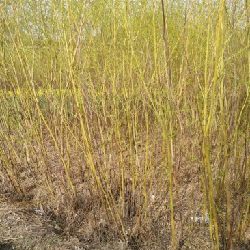 柳树种条2.5~3m