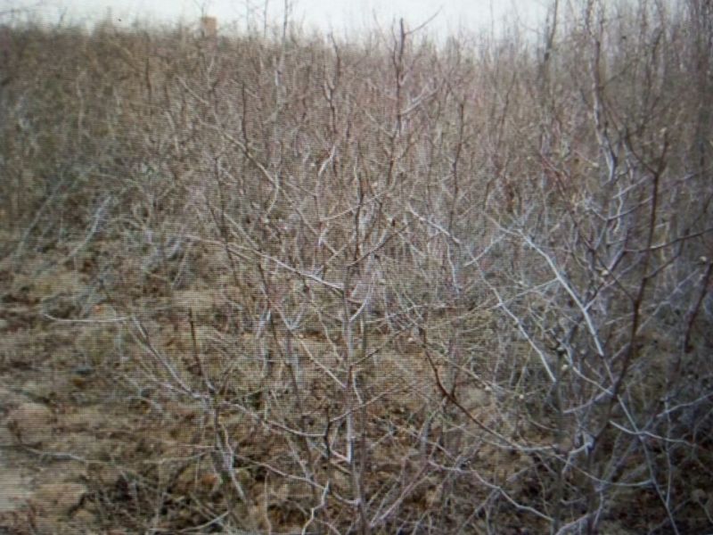 枣树苗50~80cm