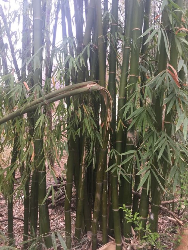 绿竹