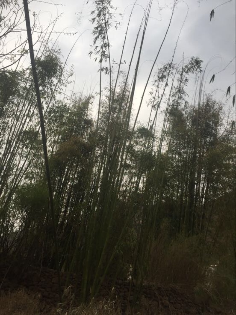 绿竹