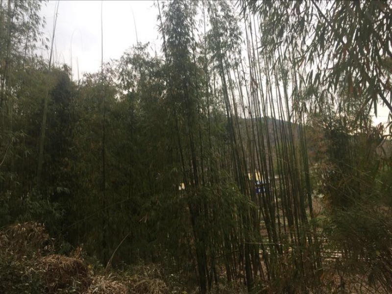 绿竹
