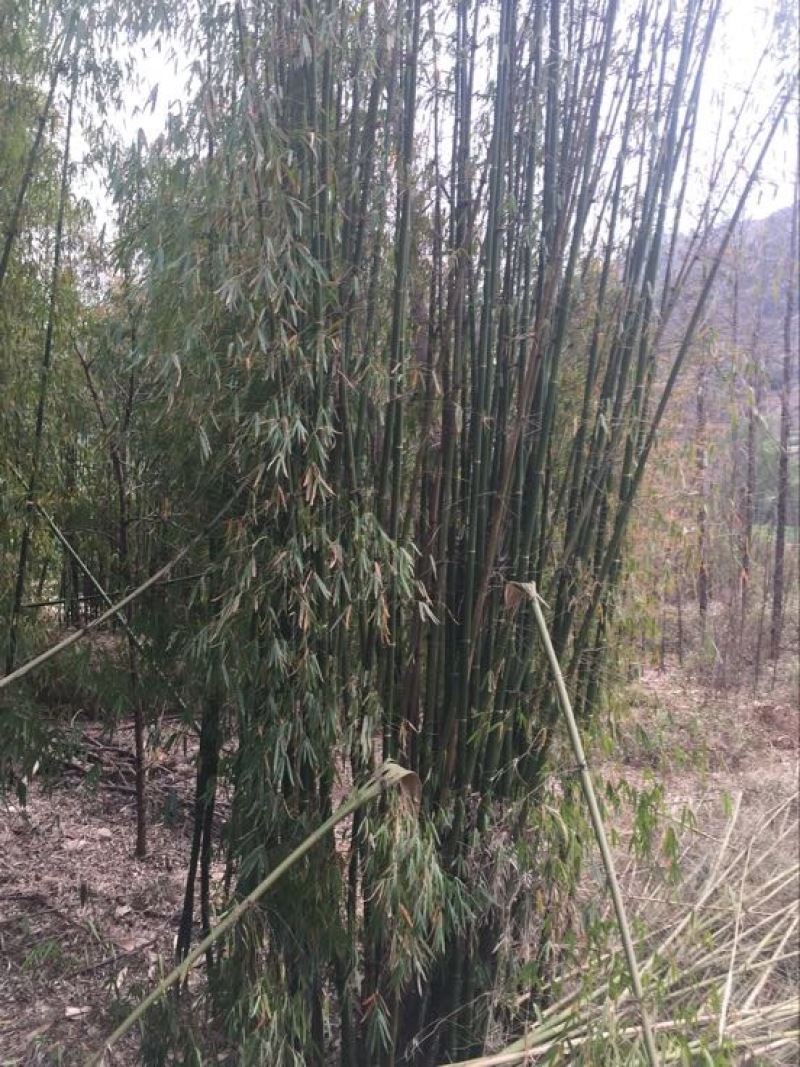 绿竹