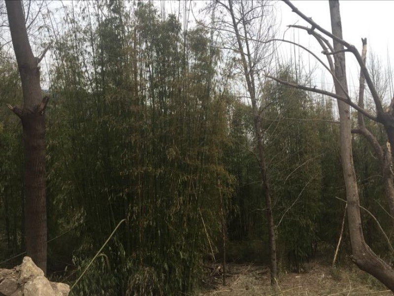 绿竹