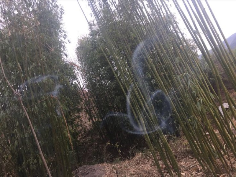 绿竹