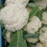 白花菜花2斤紧密乳白