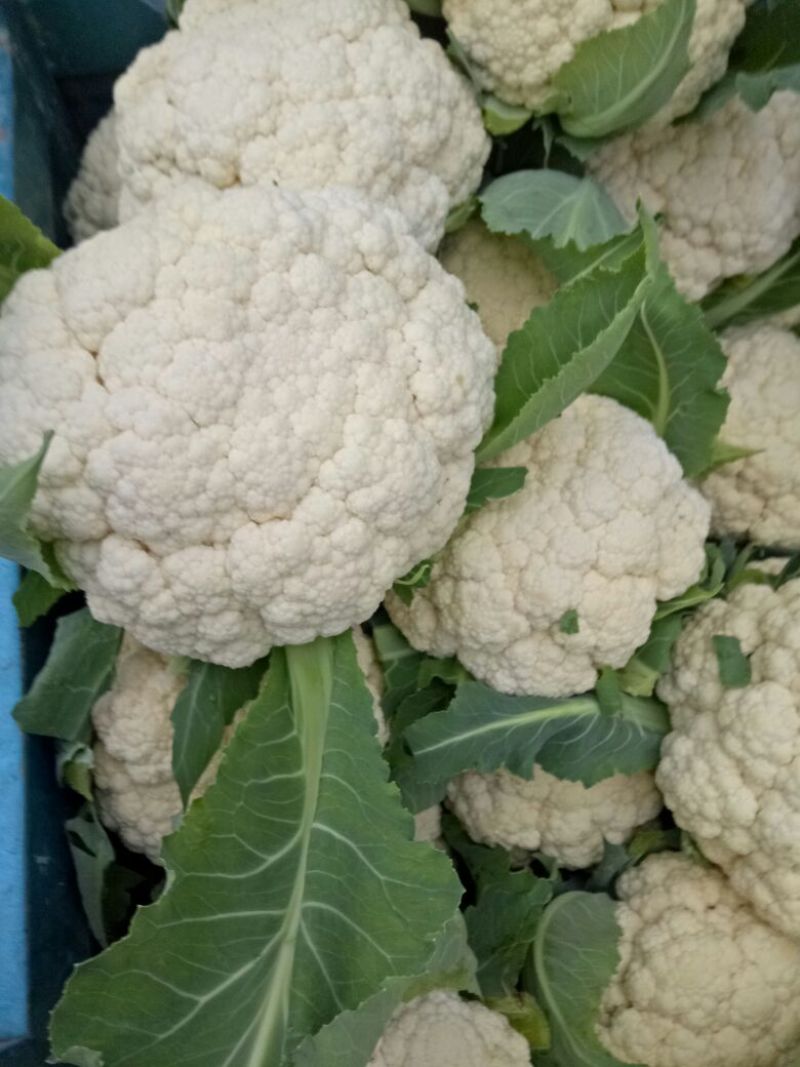 白花菜花2斤紧密乳白