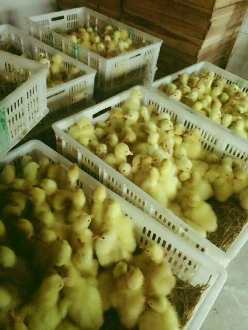 三花鹅苗250g以下