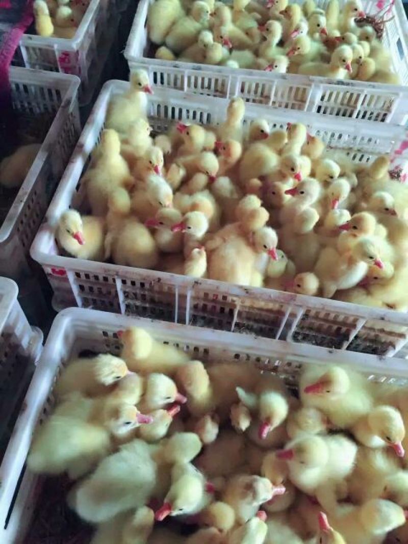 三花鹅苗250g以下