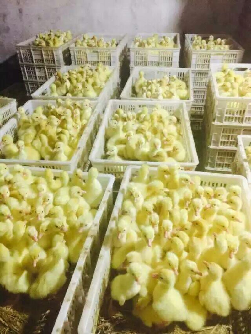 三花鹅苗250g以下