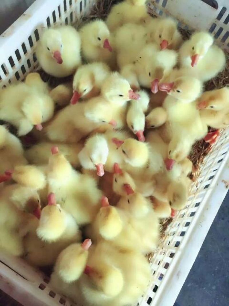 三花鹅苗250g以下