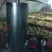 三花鹅苗250g以下