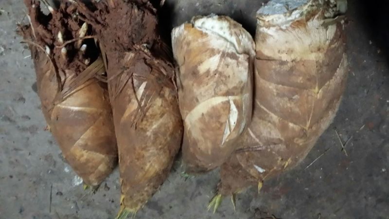 麻竹春笋30cm以上