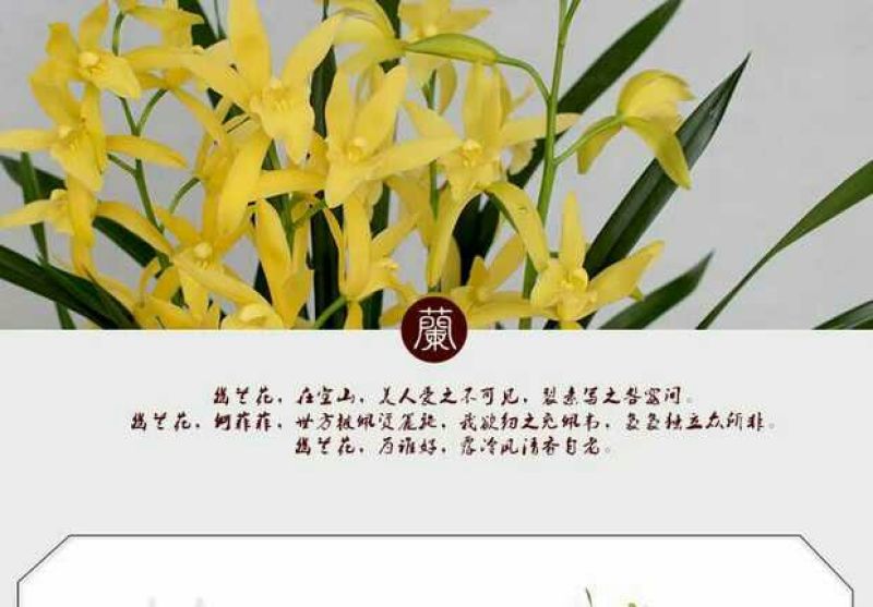 各种下山兰花苗，建兰，惠兰，春兰，寒兰，蜜蜂兰。