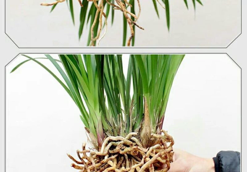 各种下山兰花苗，建兰，惠兰，春兰，寒兰，蜜蜂兰。
