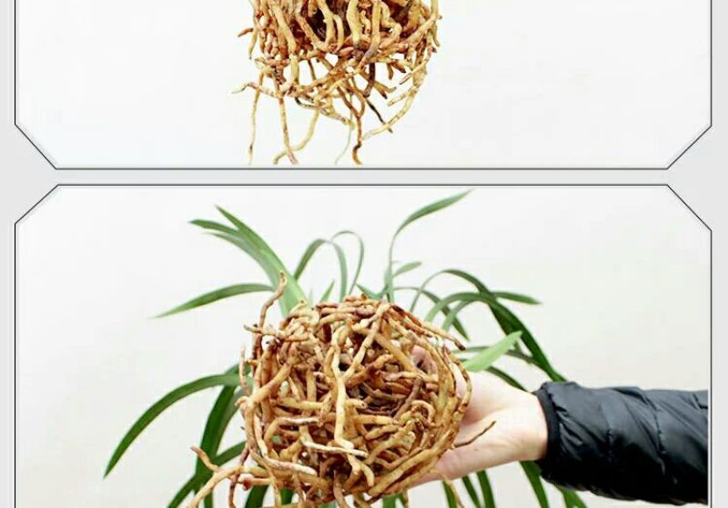 各种下山兰花苗，建兰，惠兰，春兰，寒兰，蜜蜂兰。