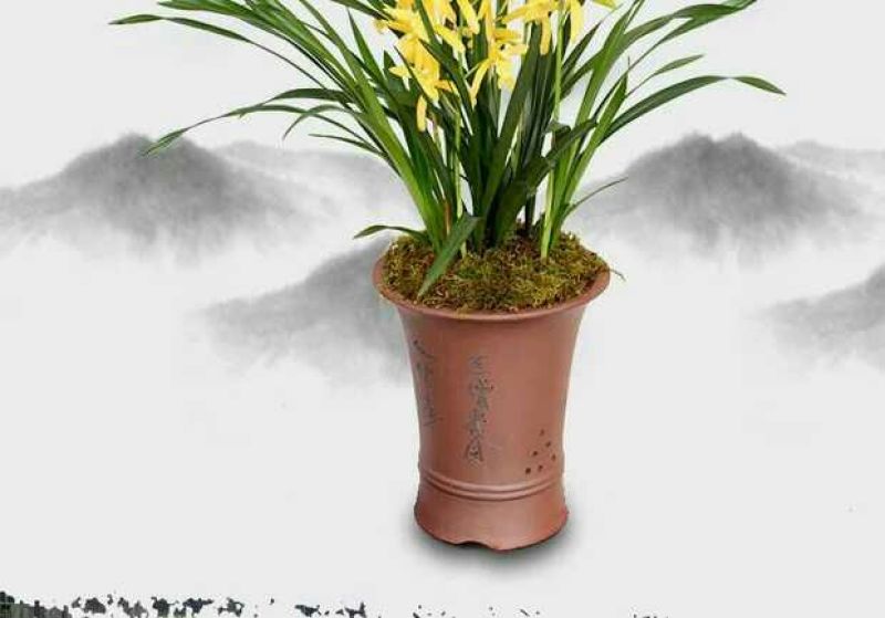 各种下山兰花苗，建兰，惠兰，春兰，寒兰，蜜蜂兰。