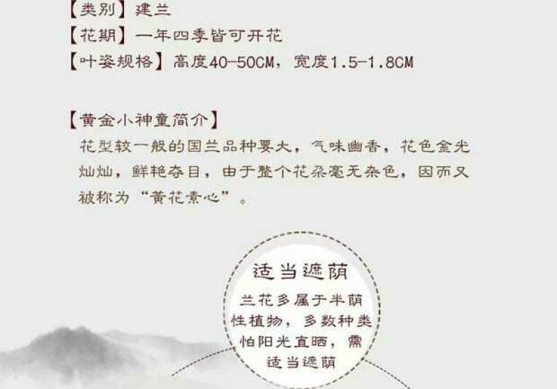 各种下山兰花苗，建兰，惠兰，春兰，寒兰，蜜蜂兰。