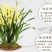 各种下山兰花苗，建兰，惠兰，春兰，寒兰，蜜蜂兰。