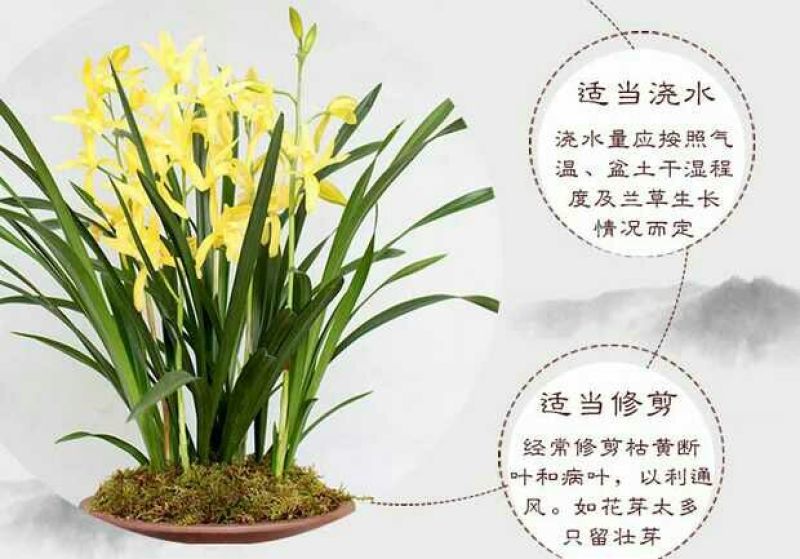 各种下山兰花苗，建兰，惠兰，春兰，寒兰，蜜蜂兰。