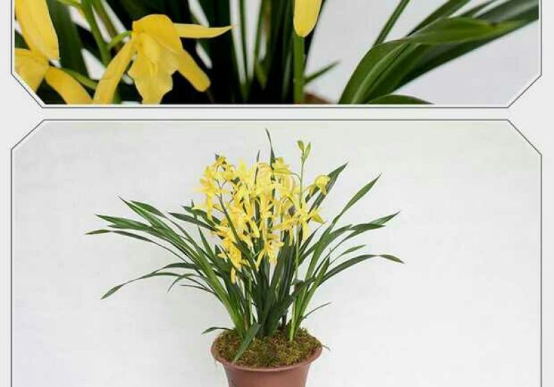 各种下山兰花苗，建兰，惠兰，春兰，寒兰，蜜蜂兰。