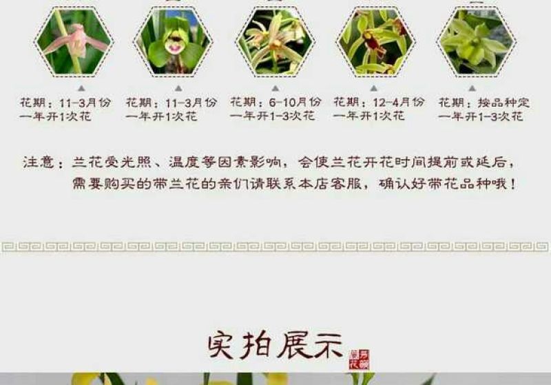 各种下山兰花苗，建兰，惠兰，春兰，寒兰，蜜蜂兰。