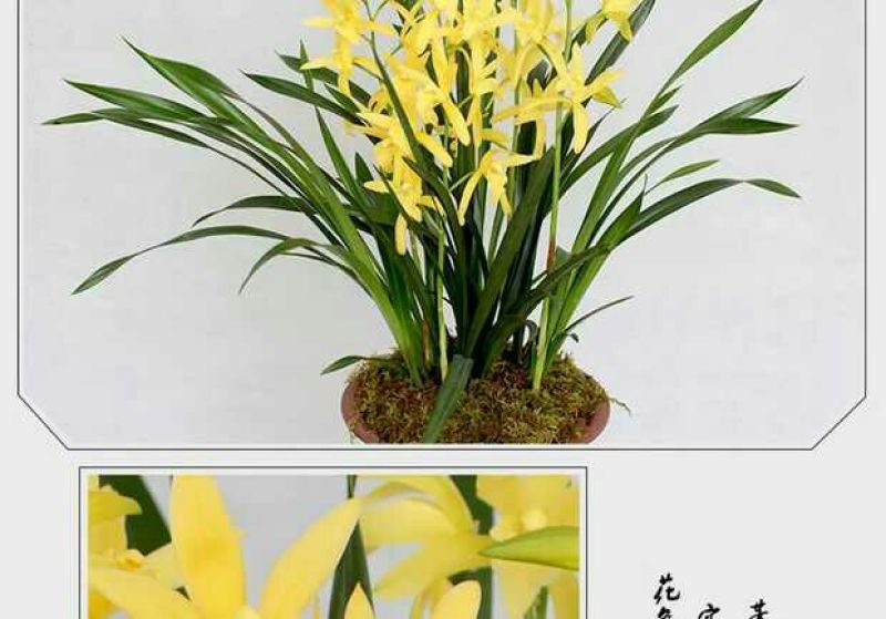 各种下山兰花苗，建兰，惠兰，春兰，寒兰，蜜蜂兰。