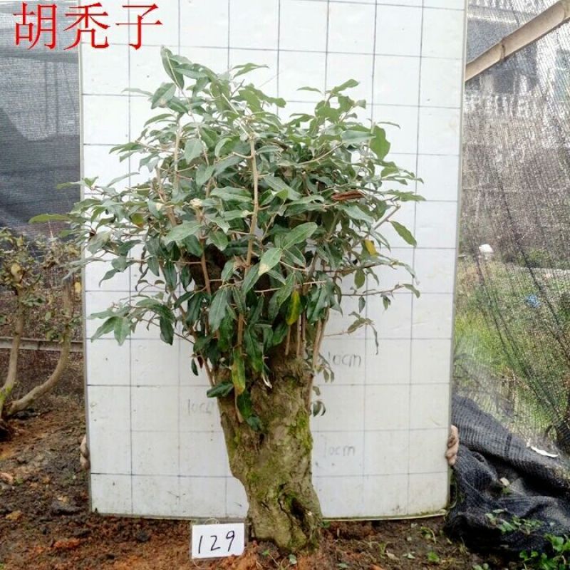 牛奶果3两以下一级果
